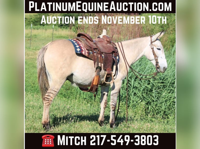 Mule Gelding 10 years 14.2 hh Dun in Charleston IL