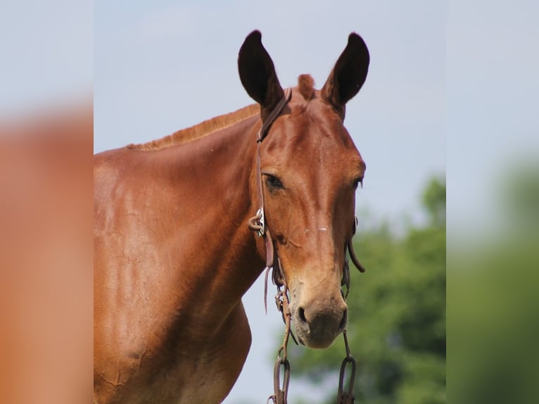 Mule Gelding 10 years 14,2 hh Sorrel in Carrollton Ky