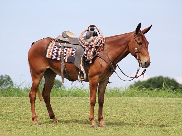 Mule Gelding 10 years 14,2 hh Sorrel in Carrollton Ky