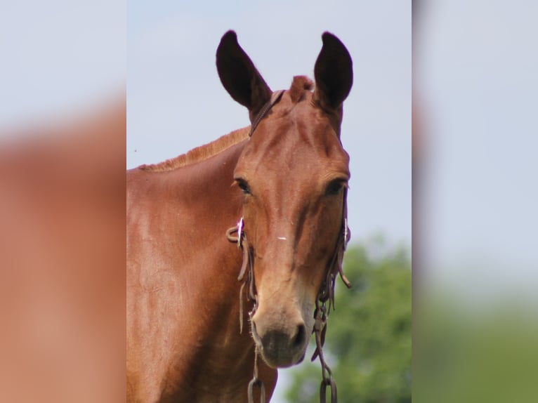 Mule Gelding 10 years 14,2 hh Sorrel in Carrollton Ky