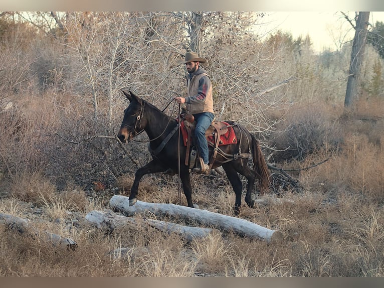 Mule Gelding 10 years 14,3 hh Black in Brookville KY