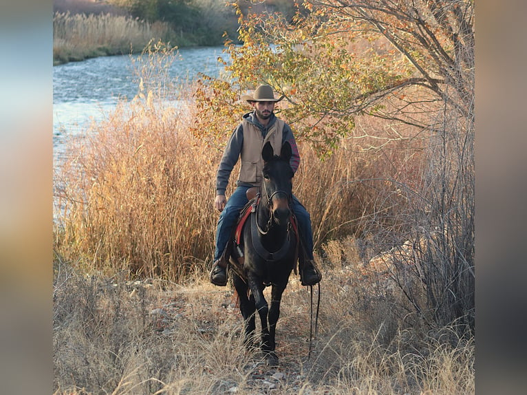 Mule Gelding 10 years 14,3 hh Black in Brookville KY