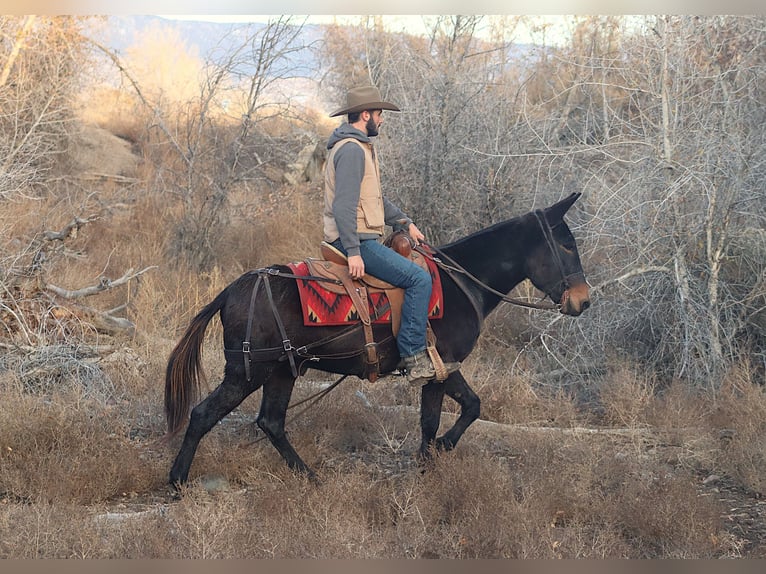 Mule Gelding 10 years 14,3 hh Black in Brookville KY