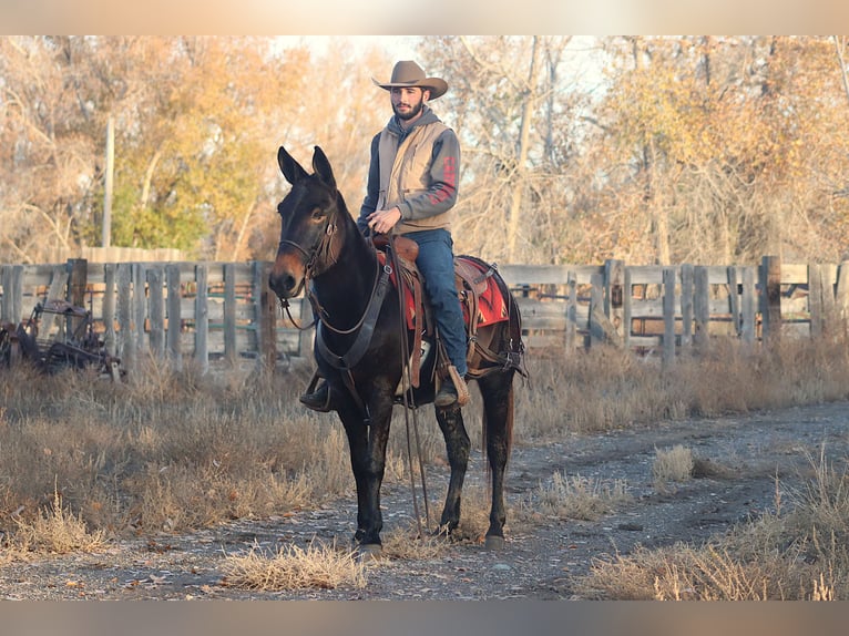 Mule Gelding 10 years 14,3 hh Black in Brookville KY