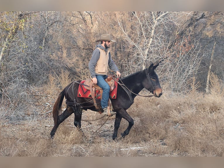 Mule Gelding 10 years 14,3 hh Black in Brookville KY