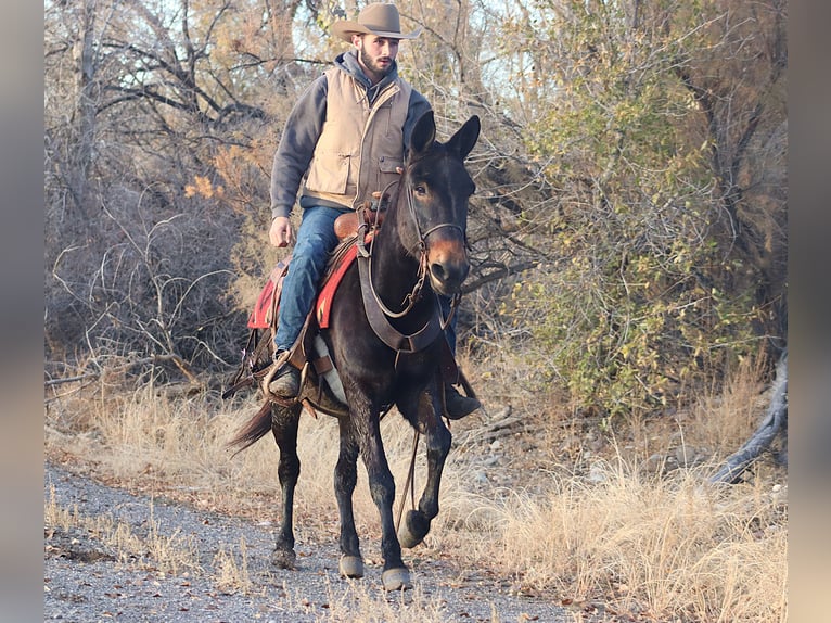 Mule Gelding 10 years 14,3 hh Black in Brookville KY