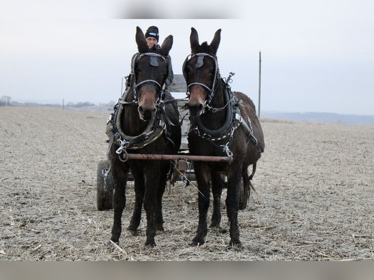 Mule Gelding 10 years 14 hh Bay-Dark in Ida Grove