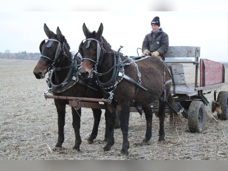 Mule Gelding 10 years 14 hh Bay-Dark in Ida Grove