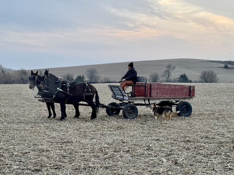 Mule Gelding 10 years 14 hh Bay-Dark in Ida Grove