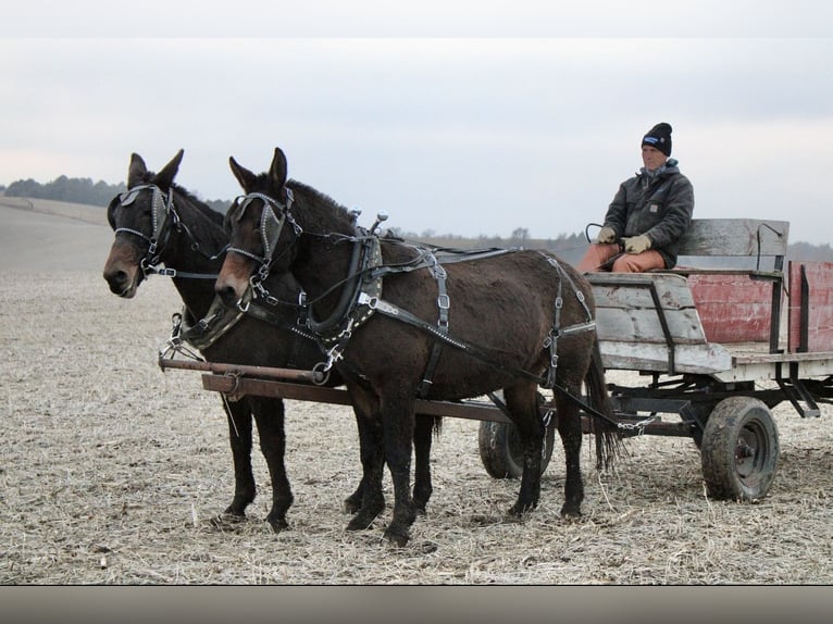 Mule Gelding 10 years 14 hh Bay-Dark in Ida Grove