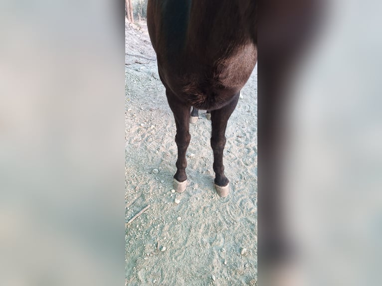 Mule Gelding 10 years 14 hh Black in Colli al Metauro