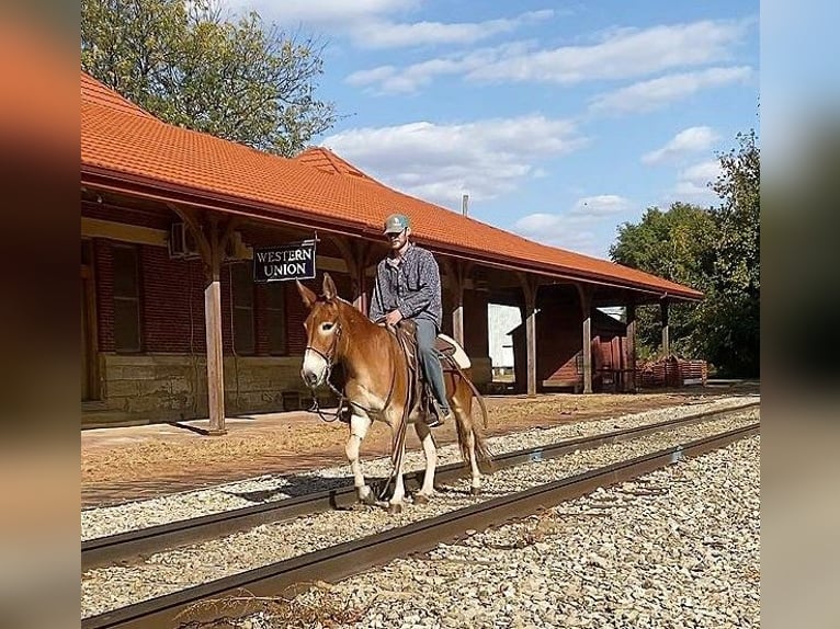 Mule Gelding 10 years 14 hh Sorrel in Vanhorne IA