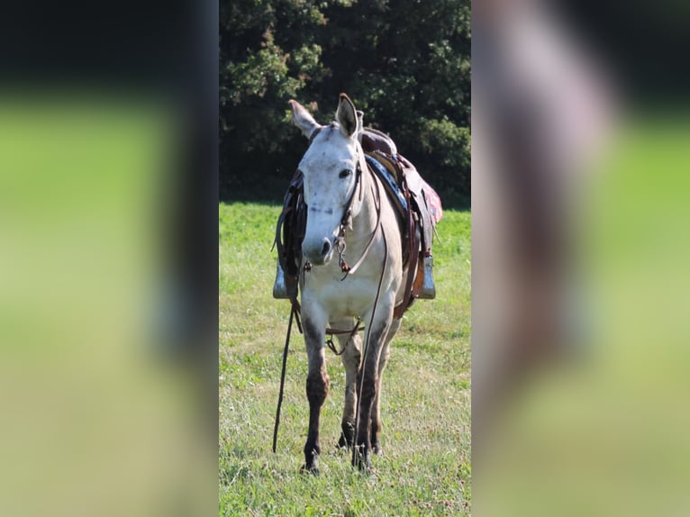 Mule Gelding 10 years 14,2 hh Dun in Charleston IL