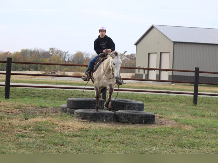 Mule Gelding 10 years 14,2 hh Dun in Charleston IL