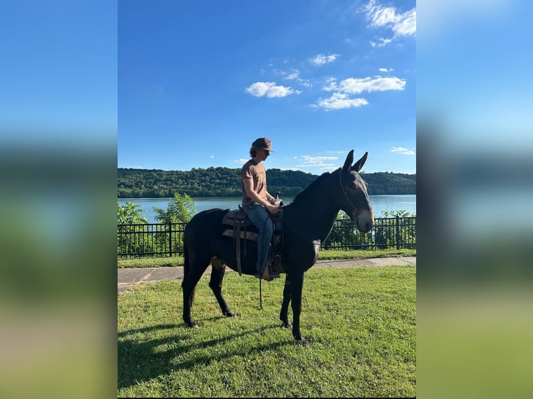 Mule Gelding 10 years 15.2 hh Black in Moscow OH