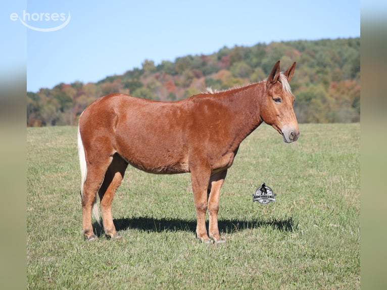 Mule Gelding 10 years 15 hh  in Mount Vernon