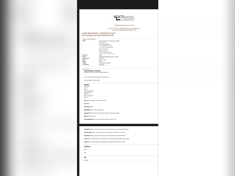 Mule Gelding 10 years 15,2 hh Black in Moscow OH