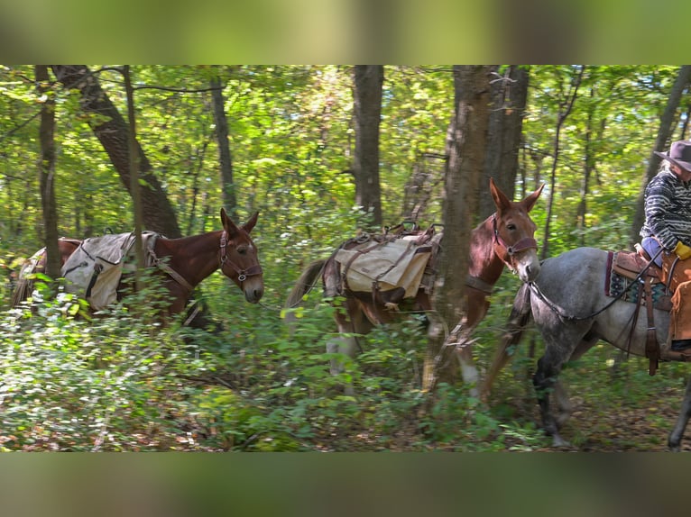 Mule Gelding 10 years 15,3 hh Pinto in Hastings