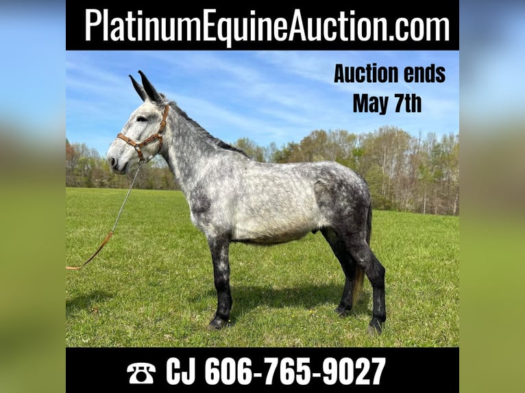 Mule Gelding 10 years 16,2 hh Gray in Whitley City KY