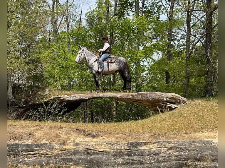 Mule Gelding 10 years 16,2 hh Gray in Whitley City KY