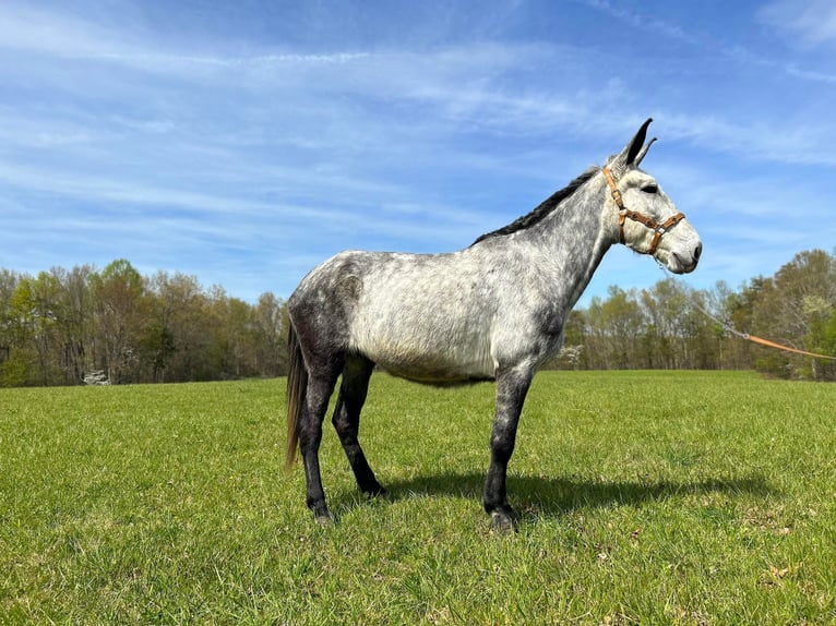 Mule Gelding 10 years 16,2 hh Gray in Whitley City KY