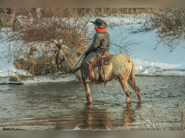 Mule Gelding 10 years Roan-Red in Koontz Lake, IN