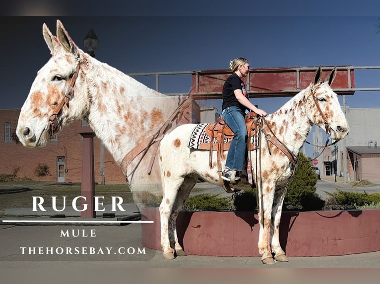 Mule Gelding 10 years White in Willow Springs, MO