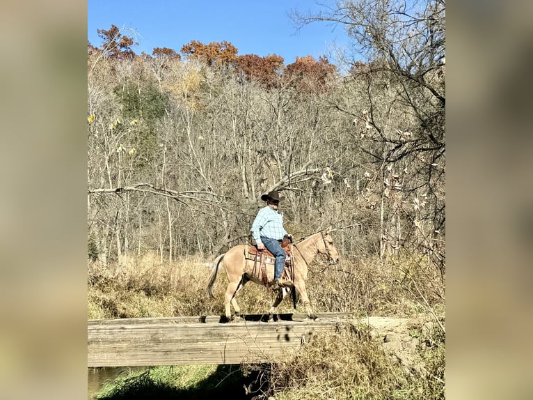 Mule Gelding 11 years 13 hh Dun in Cannon Falls