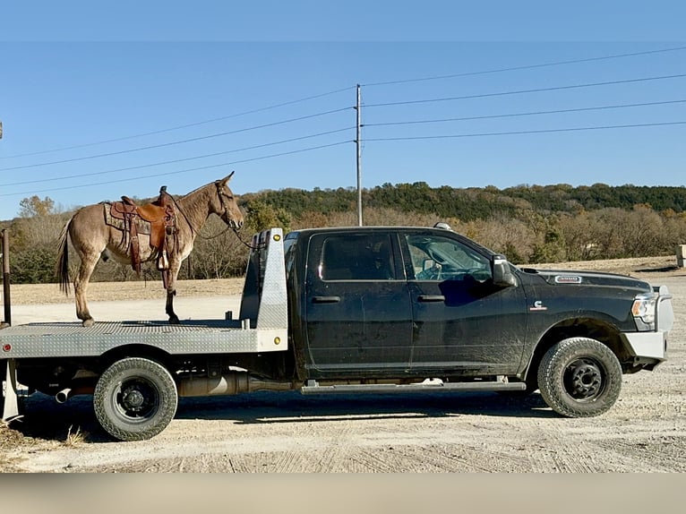 Mule Gelding 11 years 13 hh Dun in Cannon Falls