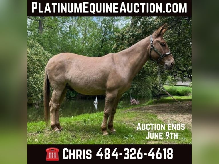 Mule Gelding 11 years 14.1 hh Dun in Cochranville PA