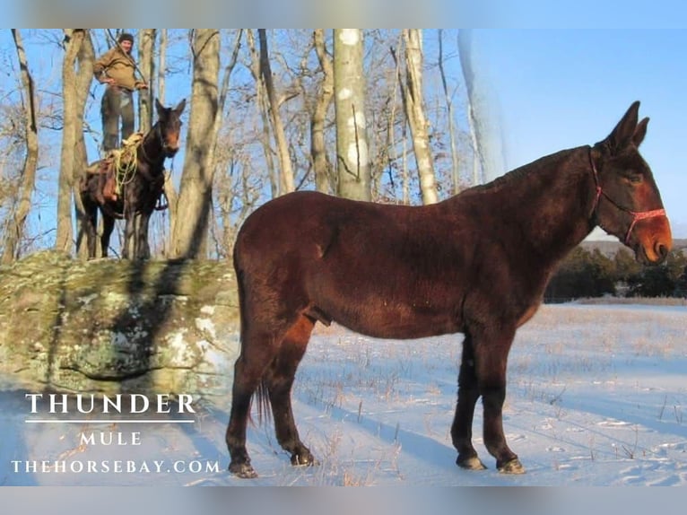 Mule Gelding 11 years 14.2 hh Bay in Tompkinsville, KY
