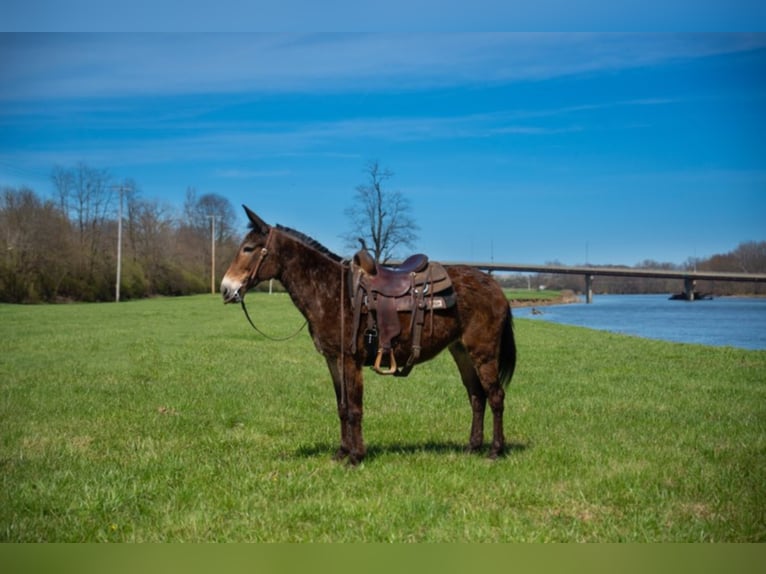 Mule Gelding 11 years 14,2 hh Bay in Middletown OH