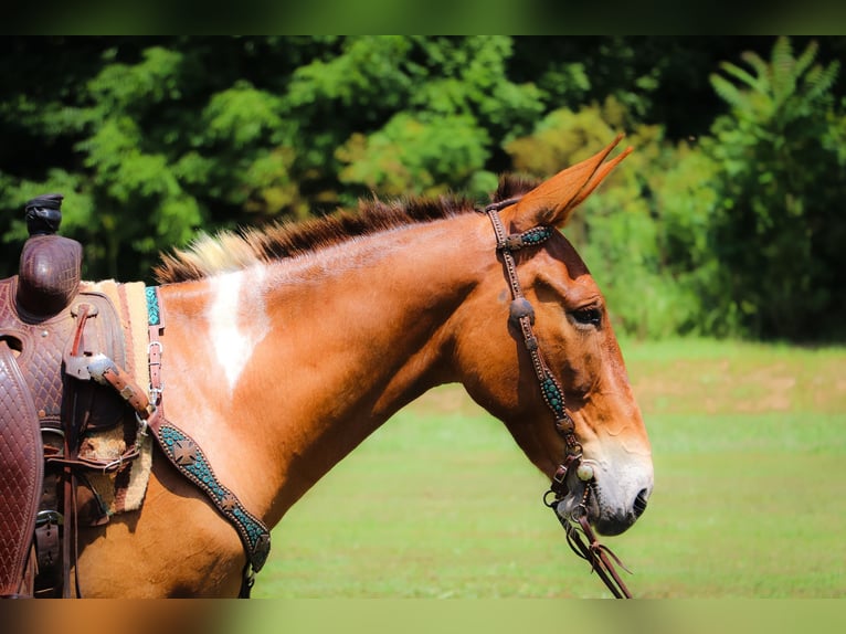 Mule Gelding 11 years 14,2 hh Red Dun in Flemingsburg Ky