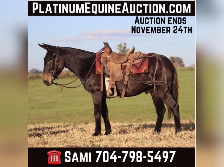 Mule Gelding 11 years 14.3 hh Black in Brookville KY
