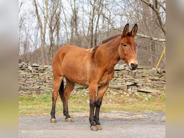 Mule Gelding 11 years 14,3 hh Dun in Everette PA