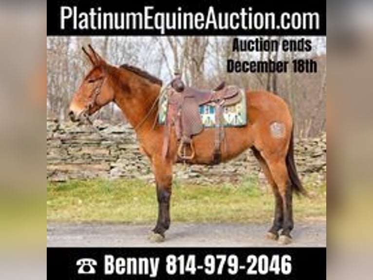 Mule Gelding 11 years 14,3 hh Dun in Everette PA