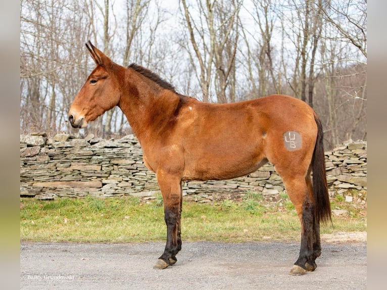 Mule Gelding 11 years 14,3 hh Dun in Everette PA