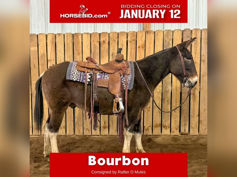 Mule Gelding 11 years 14 hh in Hastings