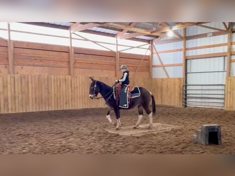 Mule Gelding 11 years 14 hh in Hastings