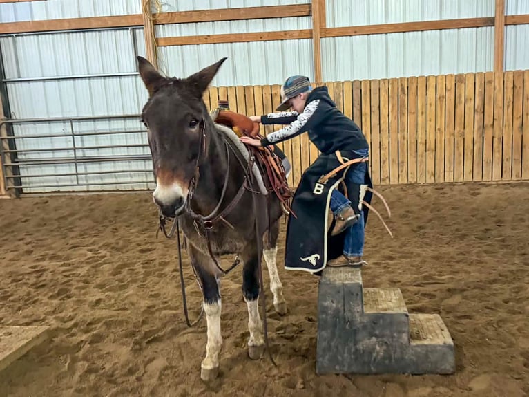 Mule Gelding 11 years 14 hh in Hastings