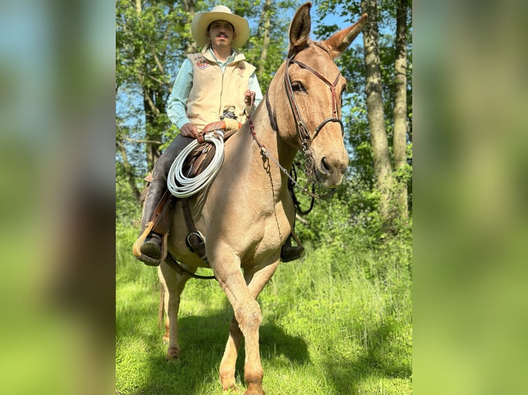 Mule Gelding 11 years 14,1 hh Dun in Cochranville PA