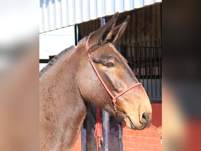 Mule Gelding 11 years 15.1 hh Brown in Vejer de la Frontera