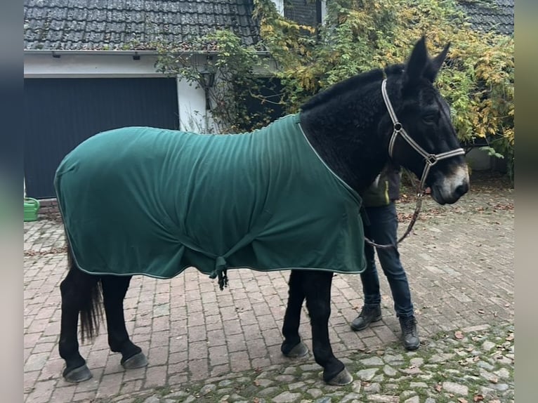 Mule Gelding 11 years 15,2 hh Black in Bassum