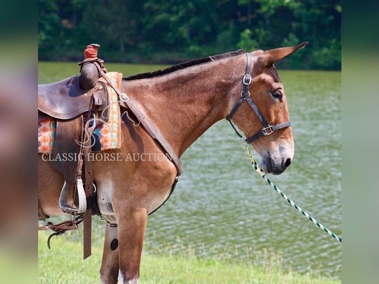 Mule Gelding 11 years 15 hh Bay in Tompkinsville, KY