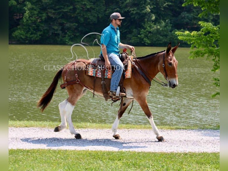 Mule Gelding 11 years 15 hh Bay in Tompkinsville, KY