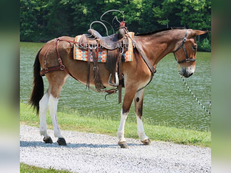 Mule Gelding 11 years 15 hh Bay in Tompkinsville, KY