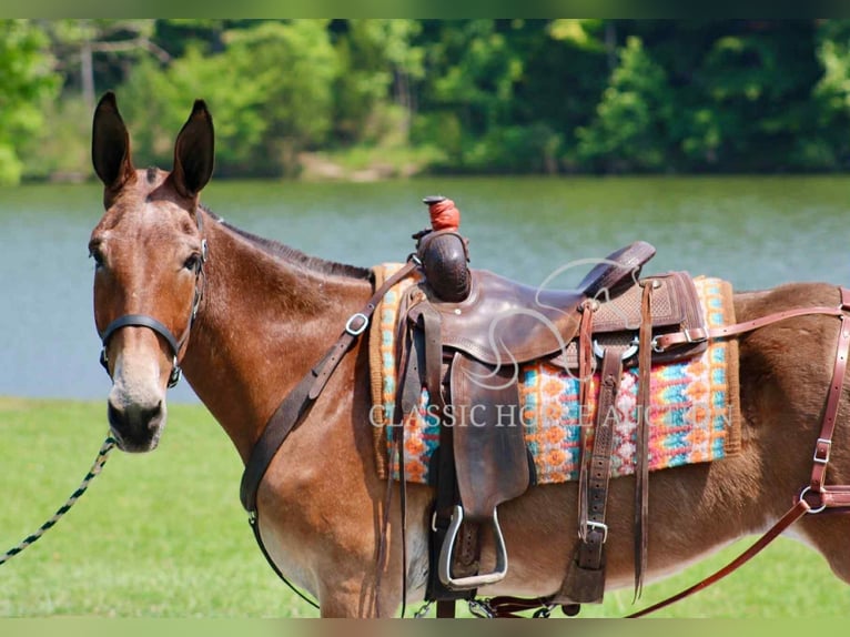 Mule Gelding 11 years 15 hh Bay in Tompkinsville, KY