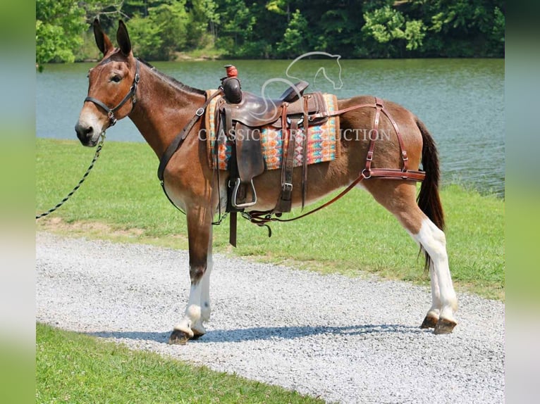Mule Gelding 11 years 15 hh Bay in Tompkinsville, KY