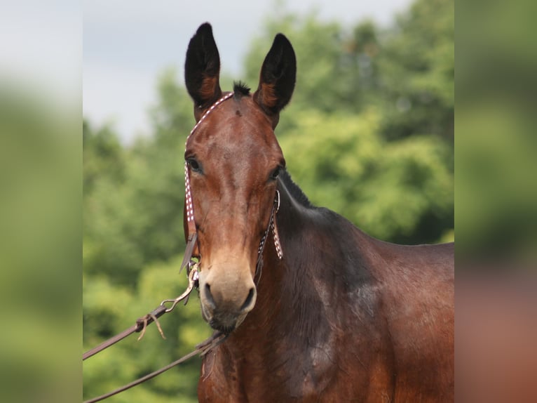 Mule Gelding 11 years 15,2 hh Bay in Whitley City KY