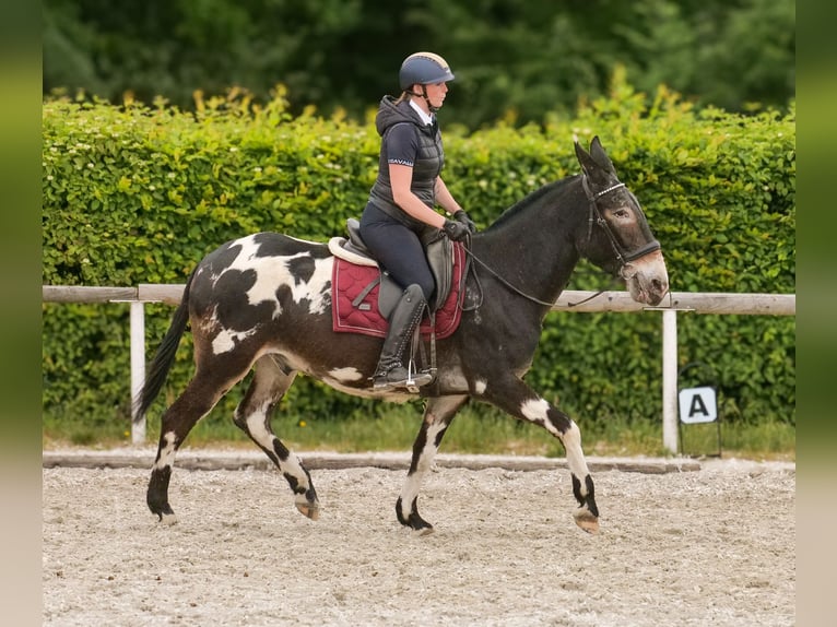 Mule Gelding 11 years 15,2 hh Leopard-Piebald in Neustadt (Wied)